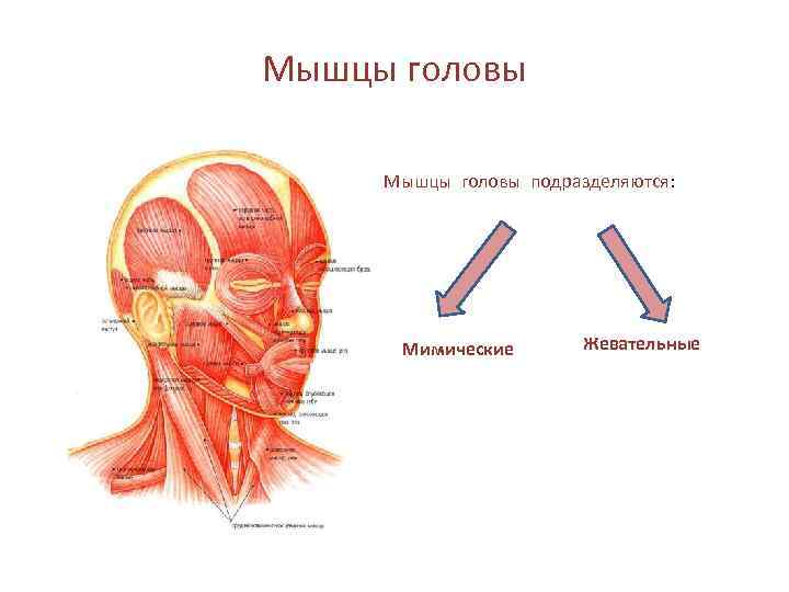 Какой цифрой на рисунке обозначены мимические мышцы