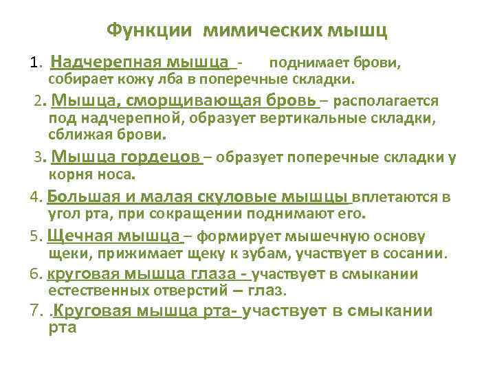 Функции мимических мышц 1. Надчерепная мышца поднимает брови, собирает кожу лба в поперечные складки.