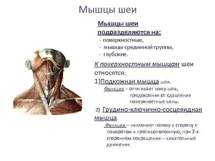 Поверхностные мышцы шеи