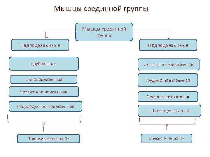 Мышцы срединной группы Надподъязычные Подподъязычные двубрюшная Лопаточно-подъязычная шилоподъязычная Грудино-подъязычная Челюстно-подъязычная Подбородочно-подъязычная Поднимают вверх ПК