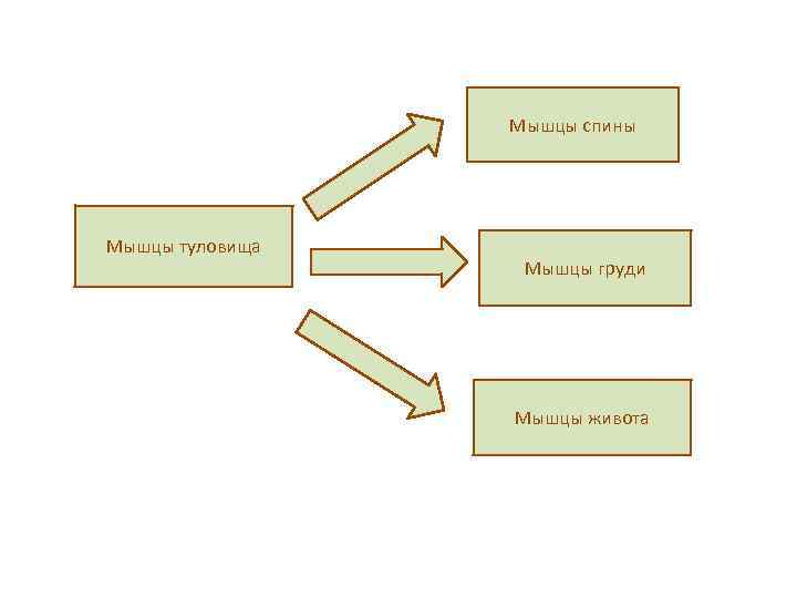 Мышцы спины Мышцы туловища Мышцы груди Мышцы живота 