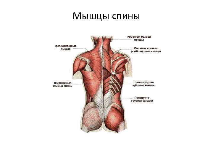 Мышцы спины 