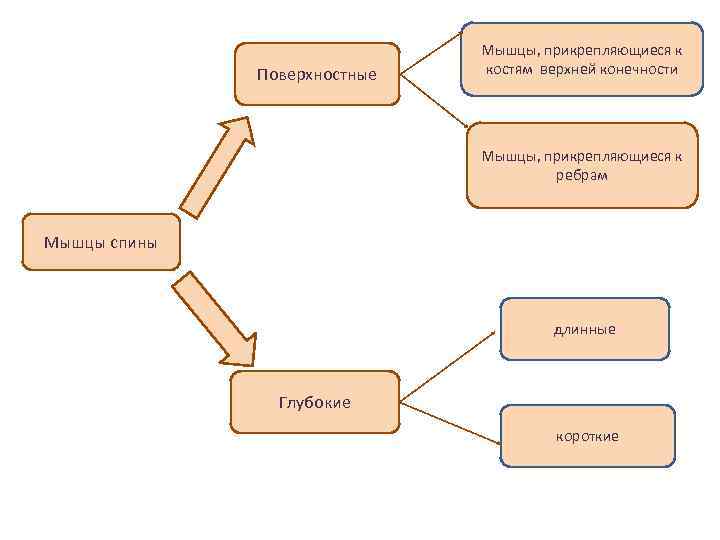 Поверхностные Мышцы, прикрепляющиеся к костям верхней конечности Мышцы, прикрепляющиеся к ребрам Мышцы спины длинные