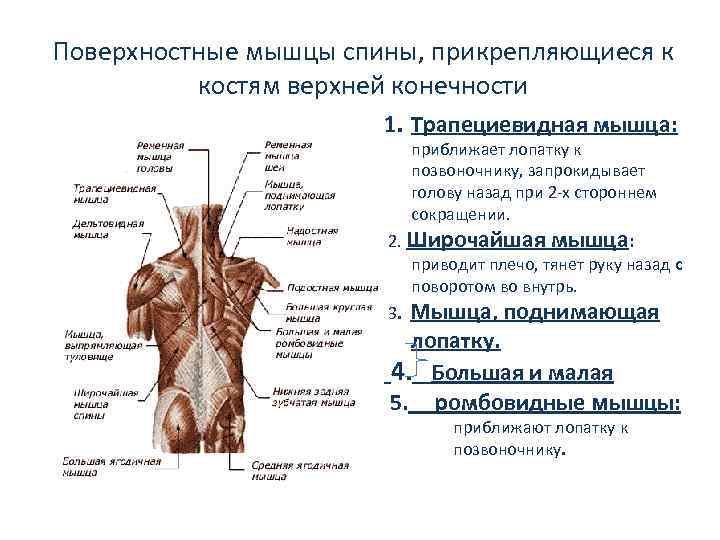Поверхностные мышцы спины, прикрепляющиеся к костям верхней конечности 1. Трапециевидная мышца: приближает лопатку к