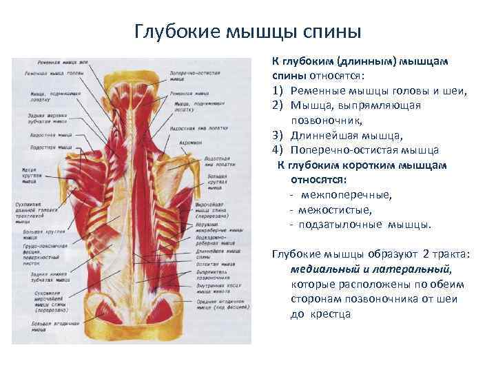 Глубокие мышцы спины К глубоким (длинным) мышцам спины относятся: 1) Ременные мышцы головы и