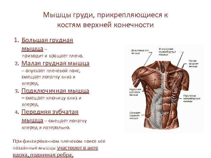 Мышцы груди, прикрепляющиеся к костям верхней конечности 1. Большая грудная мышца – приводит и