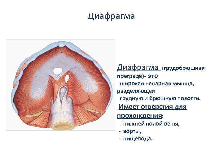 Диафрагма (грудобрюшная преграда)- это широкая непарная мышца, разделяющая грудную и брюшную полости. Имеет отверстия