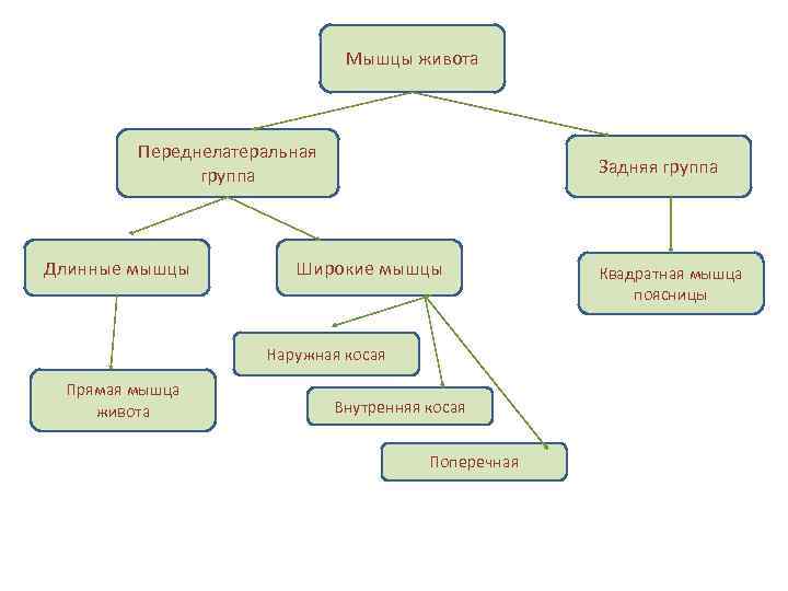Мышцы живота Переднелатеральная группа Длинные мышцы Задняя группа Широкие мышцы Наружная косая Прямая мышца