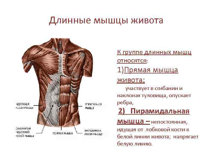 Длинные мышцы живота К группе длинных мышц относятся: 1)Прямая мышца живота; участвует в сгибании