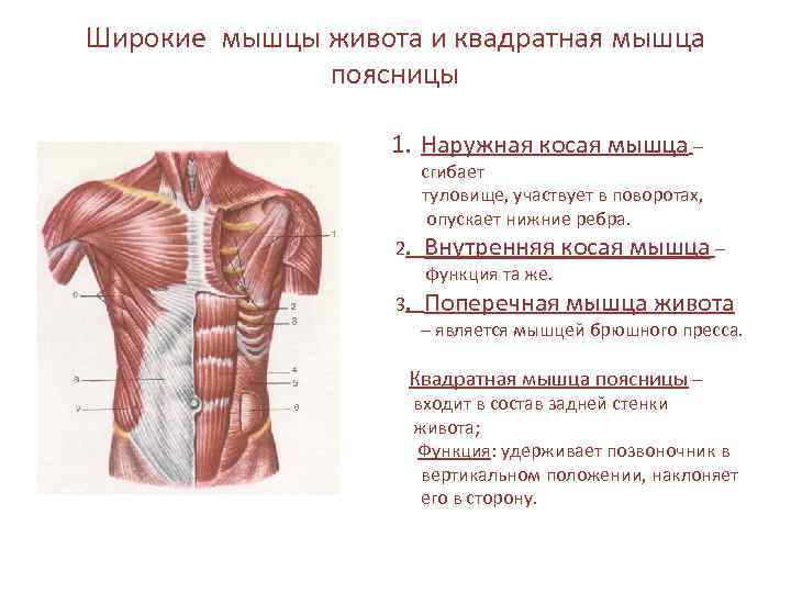 Квадратная мышца поясницы фото