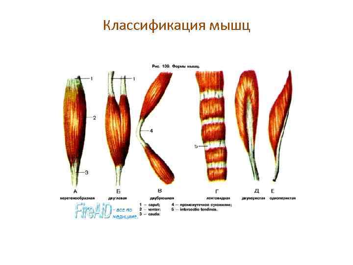 Классификация мышц 