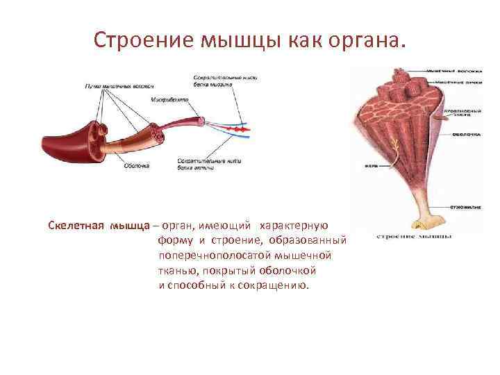 Скелетные мышцы образованные