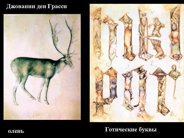 Джованни деи Грасси олень Готические буквы 