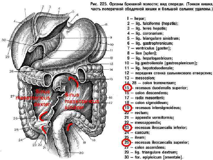 Sinus mesentericus dexter Sinus mesentericus sinister 