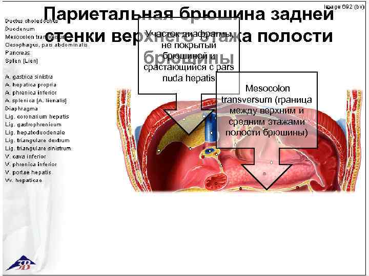 Париетальная брюшина задней Участок диафрагмы, стенки верхнего этажа полости u не покрытый брюшиной и