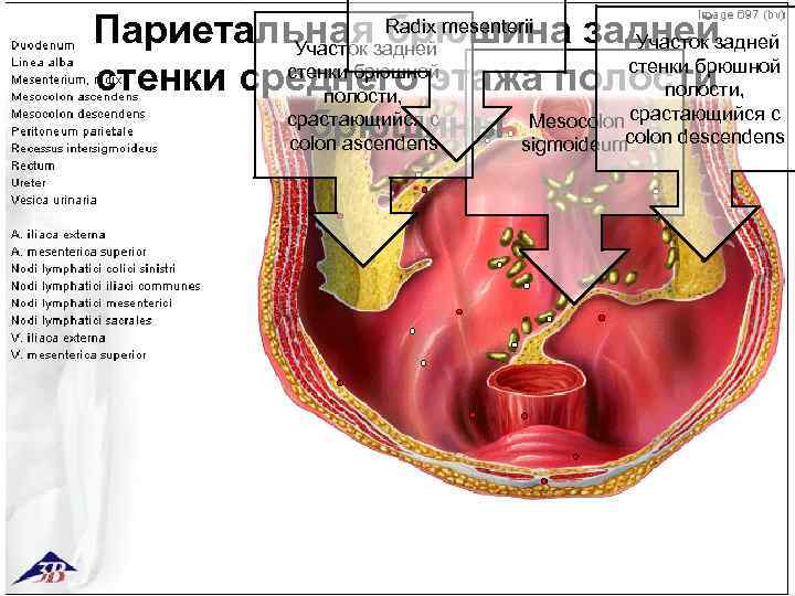 Radix Париетальнаязадней mesenterii задней брюшина Участок стенки брюшной стенки среднего этажа полости, срастающийся с