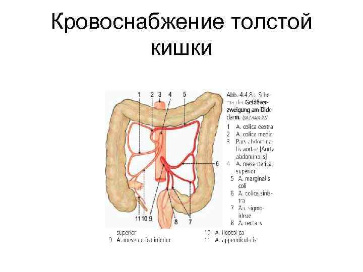 Кровоснабжение кишечника схема