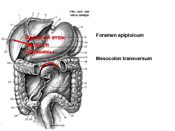 Верхний этаж полости брюшины Foramen epiploicum Mesocolon transversum 