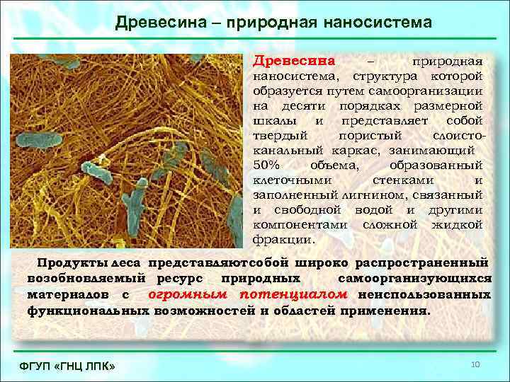 Древесина – природная наносистема, структура которой образуется путем самоорганизации на десяти порядках размерной шкалы