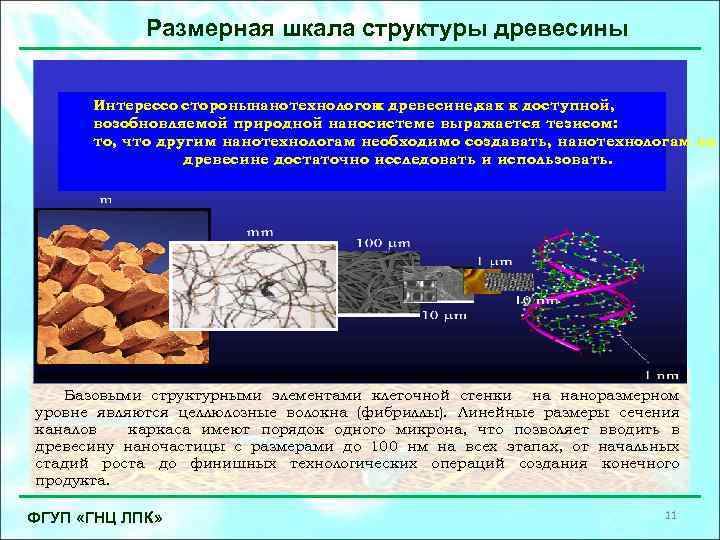 Размерная шкала структуры древесины Интерессо сторонынанотехнологов древесине, как к доступной, к возобновляемой природной наносистеме