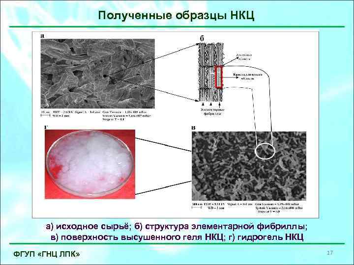 Полученные образцы НКЦ а) исходное сырьё; б) структура элементарной фибриллы; в) поверхность высушенного геля