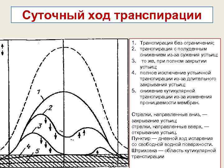 Суточный ход транспирации 1. Транспирация без ограничения; 2. транспирация с полуденным снижением из-за сужения