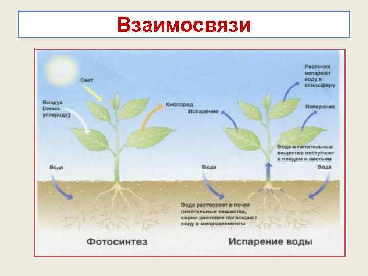 Вода поступает в корень через. Вода поступает в растение. Механизмы поступления воды в растение. Поступление воды в растение схема. Процесс поступления воды в растение.