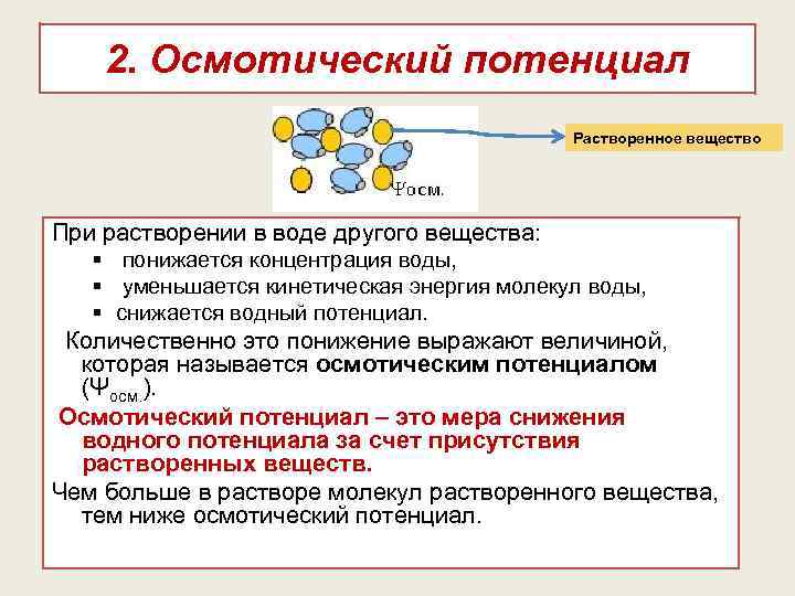 2. Осмотический потенциал Растворенное вещество При растворении в воде другого вещества: § понижается концентрация