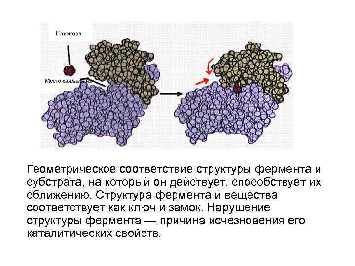  Геометрическое соответствие структуры фермента и субстрата, на который он действует, способствует их сближению.