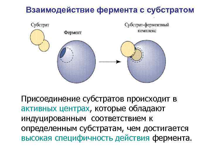 Взаимодействие фермента с субстратом Присоединение субстратов происходит в активных центрах, которые обладают индуцированным соответствием