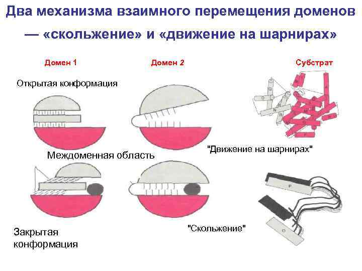 Два механизма взаимного перемещения доменов — «скольжение» и «движение на шарнирах» Домен 1 Домен