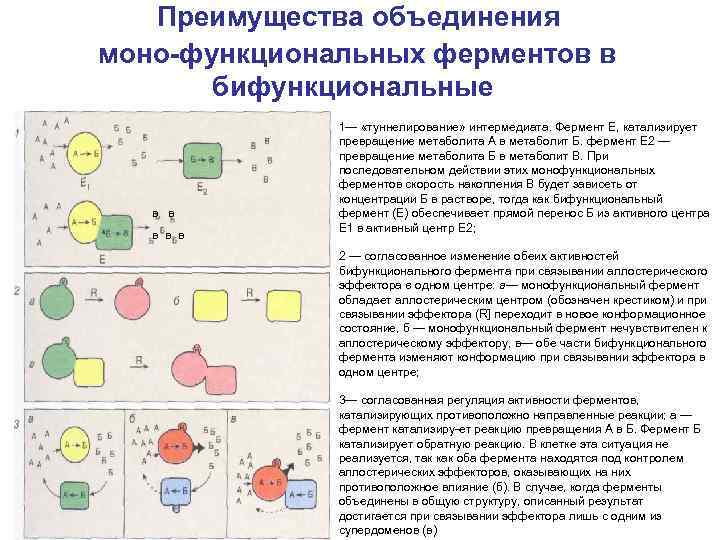  Преимущества объединения моно функциональных ферментов в бифункциональные в в в 1— «туннелирование» интермедиата.