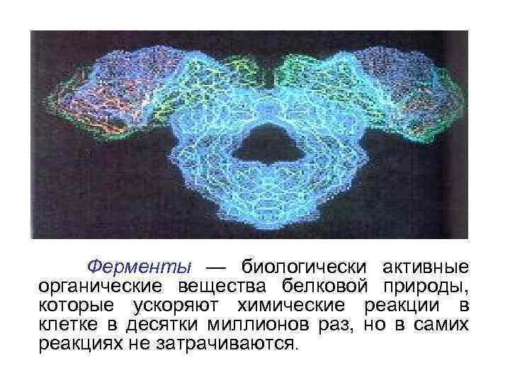 Ферменты — биологически активные органические вещества белковой природы, которые ускоряют химические реакции в клетке