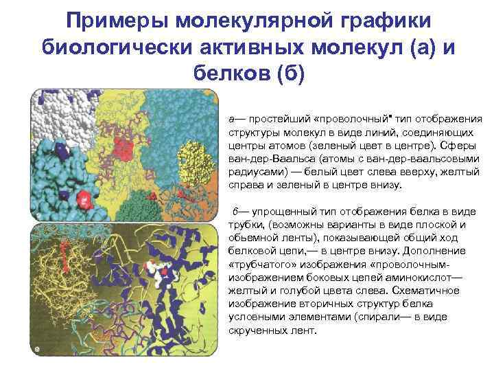 Примеры молекулярной графики биологически активных молекул (а) и белков (б) а— простейший «проволочный