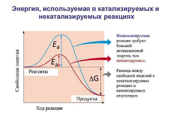 Энергия, используемая в катализируемых и некатализируемых реакциях 