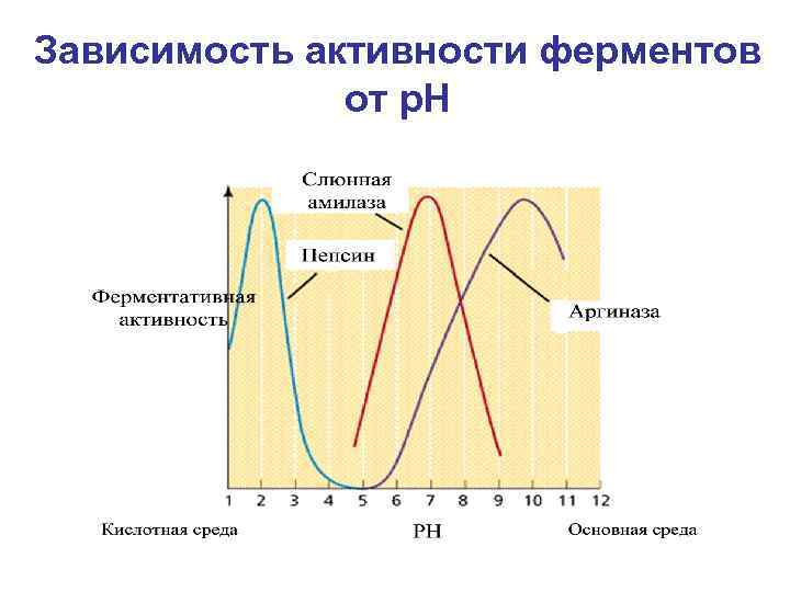 Зависимость активности ферментов от р. Н 