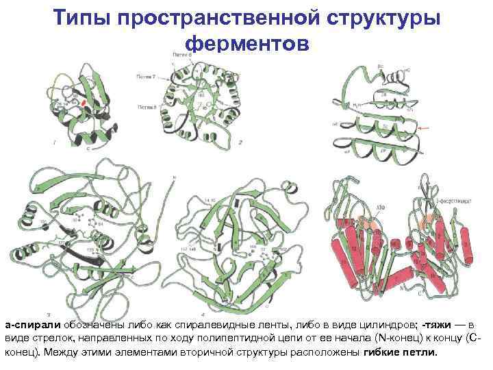 Типы пространственной структуры ферментов a спирали обозначены либо как спиралевидные ленты, либо в виде