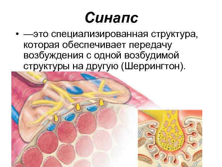 Синапс • —это специализированная структура, которая обеспечивает передачу возбуждения с одной возбудимой структуры на