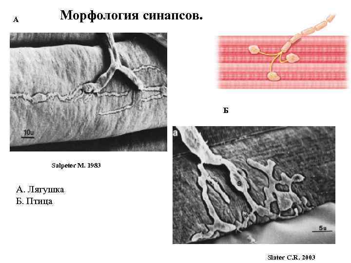 А Морфология синапсов. Б Salpeter M. 1983 А. Лягушка Б. Птица Slater C. R.