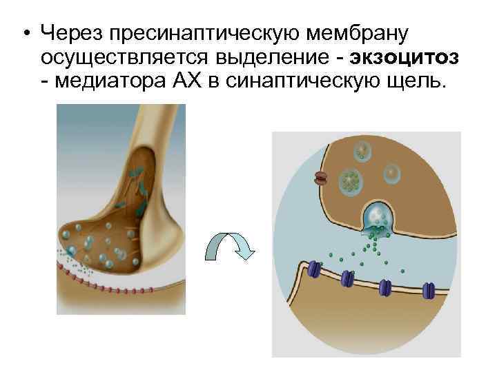  • Через пресинаптическую мембрану осуществляется выделение - экзоцитоз - медиатора АХ в синаптическую