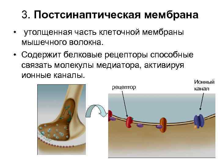 3. Постсинаптическая мембрана • утолщенная часть клеточной мембраны мышечного волокна. • Содержит белковые рецепторы