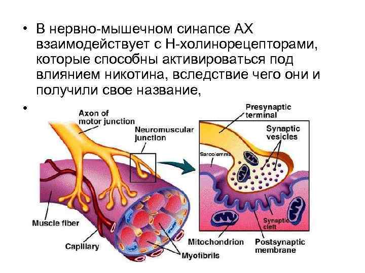  • В нервно-мышечном синапсе АХ взаимодействует с Н-холинорецепторами, которые способны активироваться под влиянием