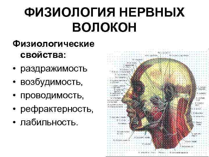 ФИЗИОЛОГИЯ НЕРВНЫХ ВОЛОКОН Физиологические свойства: • раздражимость • возбудимость, • проводимость, • рефрактерность, •