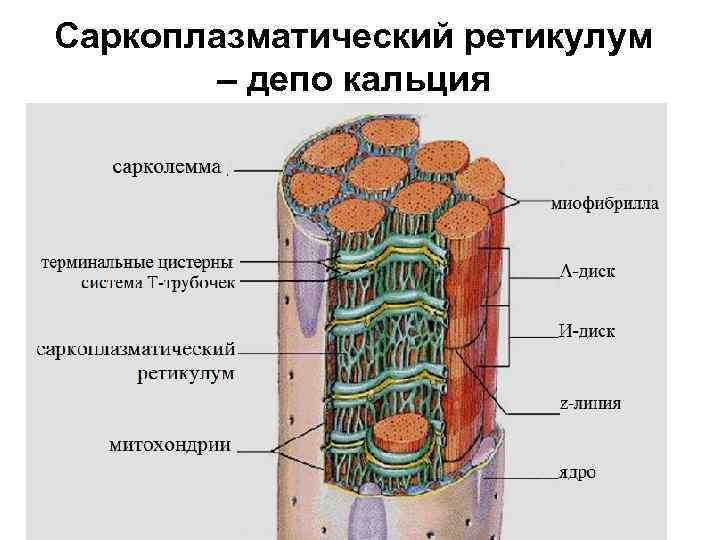 Саркоплазматический ретикулум – депо кальция 