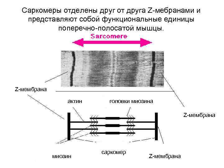 Саркомера мышечного волокна. Мышечная ткань строение саркомера. Физиология структурные элементы саркомера. Схема саркомера мышечного волокна. Схема поперечно полосатого мышечного волокна.