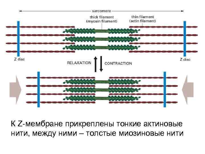 К Z-мембране прикреплены тонкие актиновые нити, между ними – толстые миозиновые нити 