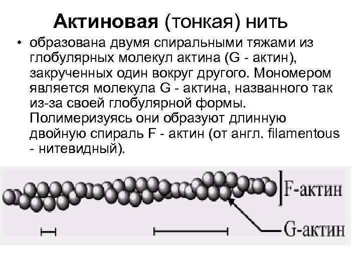 Нити актина. Схема строения актиновой нити. Актиновый филамент строение. Актиновые нити строение. Актиновая нить строение.