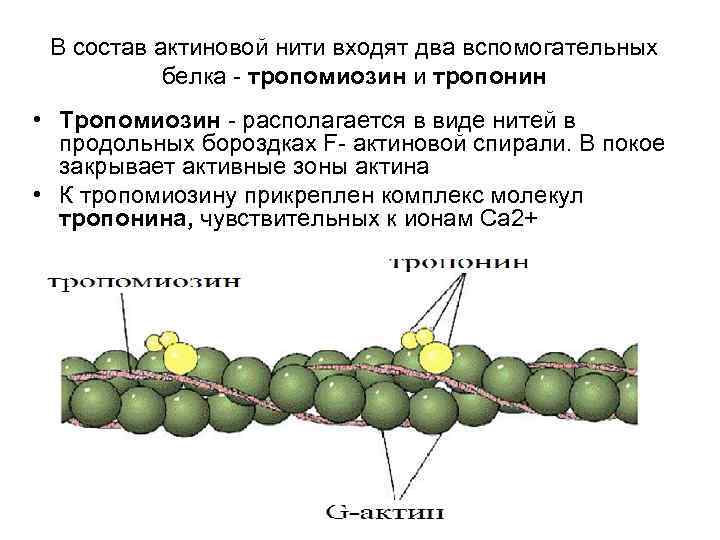 Нити актина. Тропонин тропомиозин физиология. Строение актиновых нитей. Комплекс тропонин тропомиозин. Состав актиновой нити.