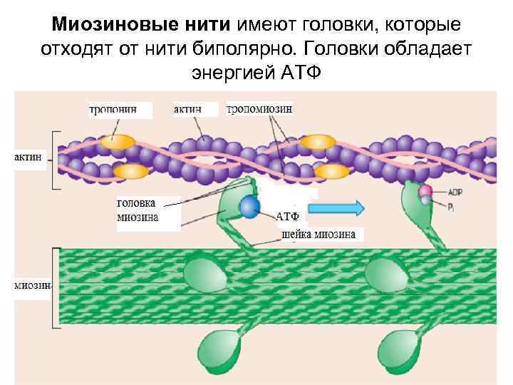 Миозиновые нити имеют головки, которые отходят от нити биполярно. Головки обладает энергией АТФ 