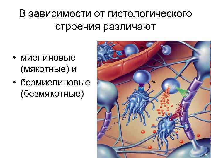 Физиология возбудимых тканей презентация